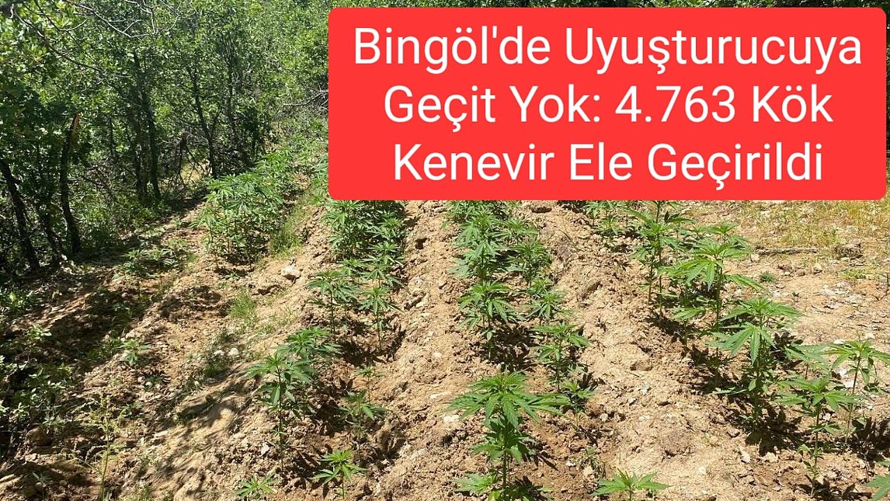 Bingöl'de Uyuşturucuya Geçit Yok: 4.763 Kök Kenevir Ele Geçirildi