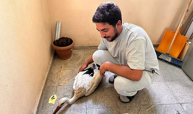 Bingöl’de Yaralı leyleği zabıta ekipleri kurtardı