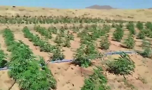 Uyuşturucuya Geçit Yok: 23 Bin Kök İmha Edildi