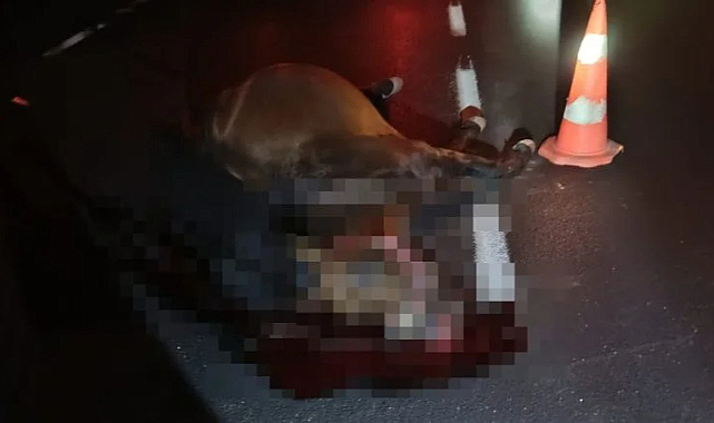 Yola Çıkan Ata Araç Çarptı: At Öldü