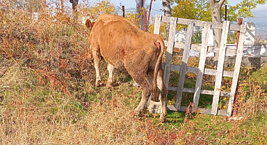 Mezarlıkta Hayvan Otlatılması Tepkilere Neden Oldu: “Burası Mezarlık mı, Mera mı?”