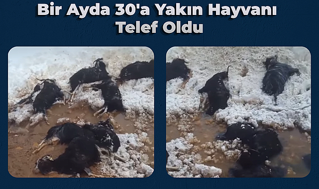 Bir Ayda 30'a Yakın Hayvanı Telef Oldu