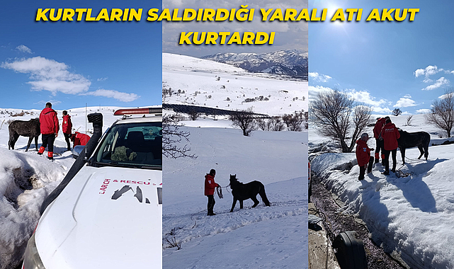 Kurtların Saldırdığı Yaralı Atı AKUT Kurtardı