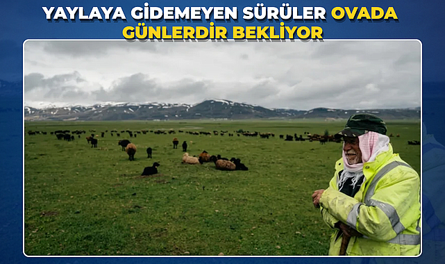Yaylaya Gidemeyen Sürüler Ovada Günlerdir Bekliyor