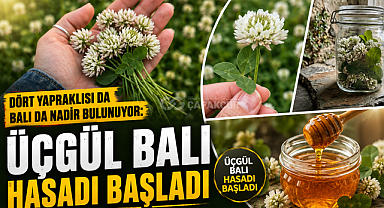 Dört Yapraklısı da Balı da Nadir Bulunuyor: Üçgül Balı Hasadı Başladı