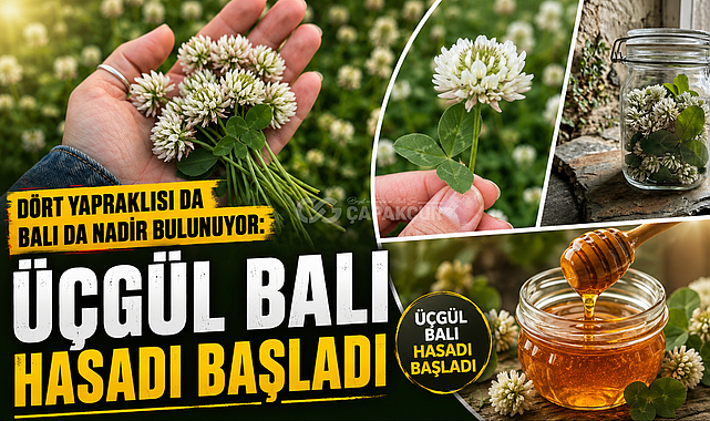 Dört Yapraklısı da Balı da Nadir Bulunuyor: Üçgül Balı Hasadı Başladı