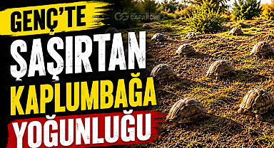 Genç’te Şaşırtan Kaplumbağa Yoğunluğu