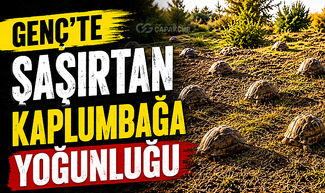 Genç’te Şaşırtan Kaplumbağa Yoğunluğu