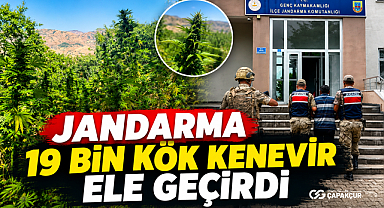 Jandarma 19 bin kök kenevir ele geçirdi