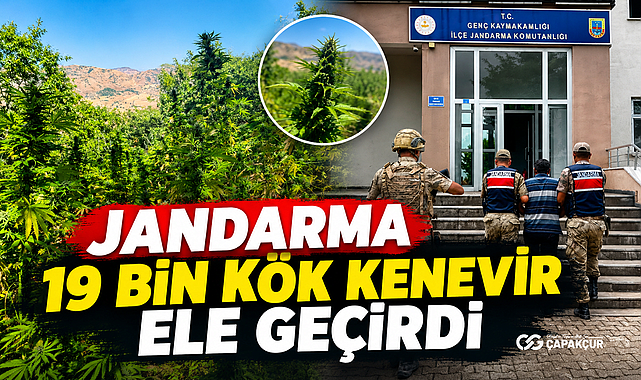 Jandarma 19 bin kök kenevir ele geçirdi