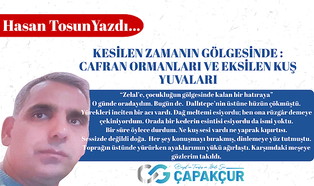 KESİLEN ZAMANIN GÖLGESİNDE : CAFRAN ORMANLARI VE EKSİLEN KUŞ YUVALARI